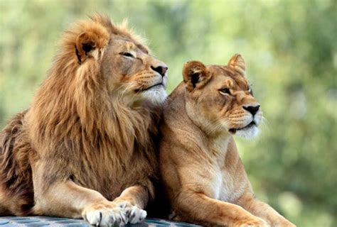 ライオンの寿命【野生化と飼育下の違いやオスとメスの違い】 世界雑学ノート