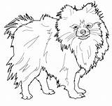 Pomeranian Coloring Pages Dog Puppy Outline Drawing Printable Chihuahua Color Print Book Dogs Newfoundland Koirat Väritystehtäviä Bing Koirarodut Supercoloring Pienet sketch template