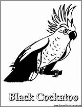 Cockatoo Coloring Pages Animal Colouring Printable Designlooter Fun Popular 1050px 07kb sketch template