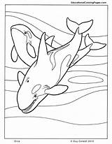Coloring Orca Pages Whale Killer Kids Mammals Printable Book Animal Whales Sperm Colouring Preschool Sheets Print Choose Board Popular Getcolorings sketch template