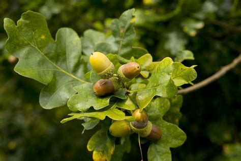 great oaks   acorns grow stock photo freeimagescom