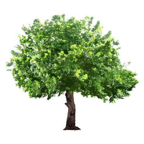 png picture isolated trees   background tree trees