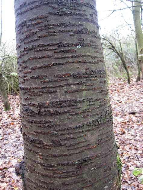 filnore woods blog recognising winter trees
