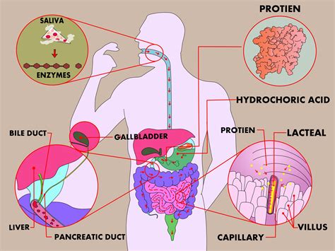 ways  study  physiology  digestion   human body