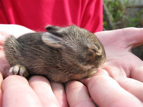 baby bunny picslearning