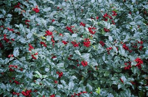 blue maid holly gardening pinterest plant catalogs plants and blue
