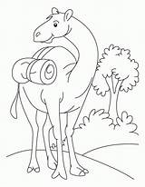 Camel Coloring Pages Drawing Kids Se Cartoon Color Printable Standing Field Funny Ount Oo Desert Caravan Library Clipart Popular Getdrawings sketch template