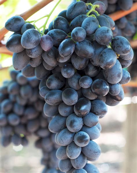 ifg unveils    table grape varieties morning ag clips