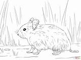 Hamster Coloring Pages Syrian Color Colouring Printable Colour Main sketch template