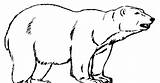 Urso Desenho Gelo Categorias Meses Tickles sketch template