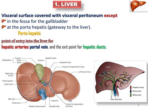 Ppt Anatomy Of The Digestive System Powerpoint Presentation Free