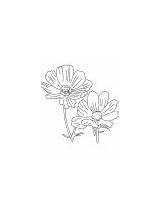 Cosmos Coloring Blooming Flower Yellow sketch template