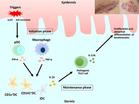 frontiers dendritic cells  macrophages   pathogenesis