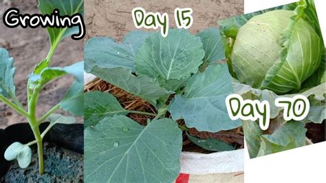 grow cabbage  pots  plastic growingcabbage  ny