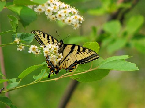 canadian tiger swallowtail papilio canadensis canadian  flickr