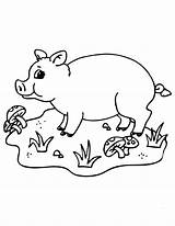 Coloring Porco Pigs Granja Tudodesenhos Classroomjr sketch template