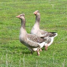 twente landrace goose ducks big bird birds pheasant