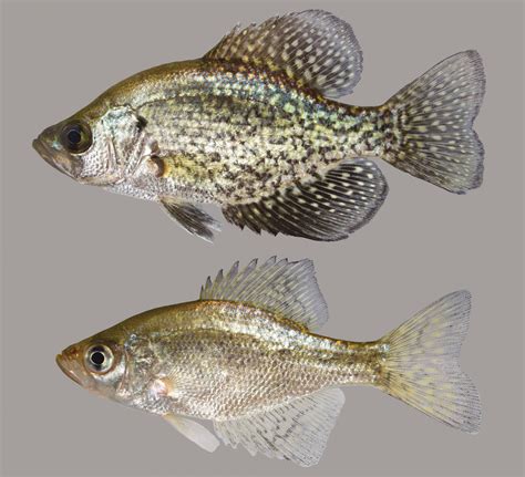 black crappie discover fishes