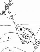 Coloring Fish Archer Pages Kids Archerfish Getcolorings Getdrawings sketch template
