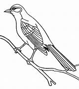 Mockingbird Coloring Bahama Pages Northern Drawing sketch template