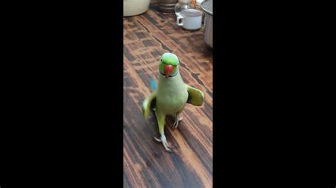 parrot  running  called youtube