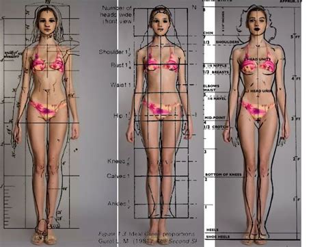 Ideal Female Anatomy Proportions Female Anatomy Female Skeleton Female