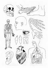 Lichaam Menselijk Humain Humana Allerlei Anatomia Onderdelen Anatomía sketch template