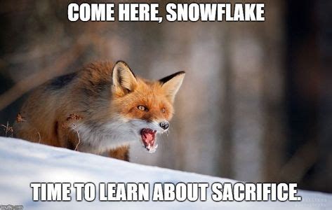 memes images   memes animals pet fox