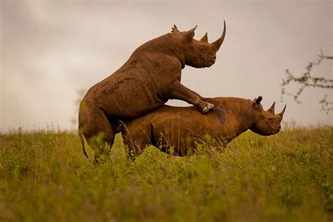 How Did I Miss Rhino Sex Photo Nature Snapper Reveals