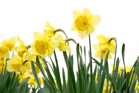 daffodil field clipart   cliparts  images  clipground