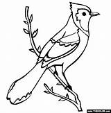 Jays Ibis Cardinal Bridging Thecolor Vogel Designlooter sketch template