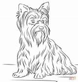 Coloring Yorkshire Terrier Pages Yorkie Dogs Puppy Dog Fluffy Printable Kolorowanki Print Terriers Supercoloring Ausmalbilder Teacup Puppies Adult Para Cartoon sketch template