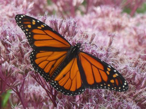 Monarch Butterfly Wing Pattern