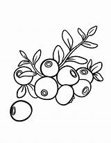 Blueberry Coloring Drawing Pages Lots Bush Color Getcolorings Place Printable Getdrawings sketch template