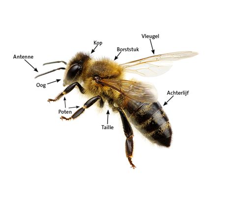 bijen en wespen