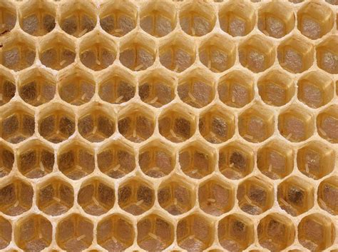 How Honey Bees Reproduce Perfectbee