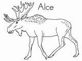 Moose Alce Elch Ausmalbilder Malvorlagen Ausmalen Eland Ausmalbild Rentier Rudolf Dieren Geografia Designlooter Ausdrucken Getdrawings sketch template