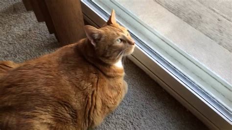Gabby The Fat Orange Cat Pt 2 Youtube
