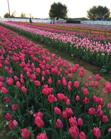 tulip farms  visit  america   visit tulip farms flower garden bloom