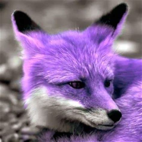 lps purple fox google search maddys board pinterest watches google  search