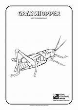 Grasshopper Coloringhome Insects sketch template