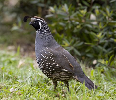 california quail  zealand birds