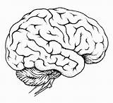 Gehirn Cerebro Organs Colouring Zeichnen Organ Tattoo Coloringonly Cerebros Nervous sketch template