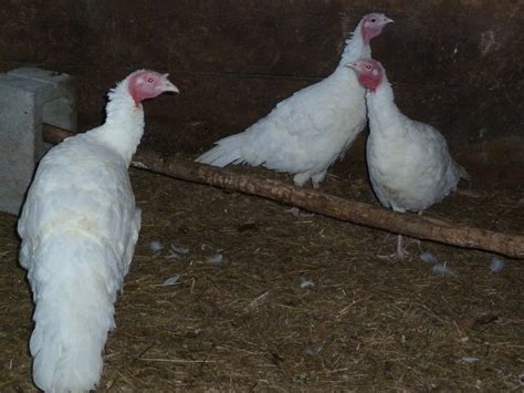 oct   turkeys  fattened   thanksgiving elin