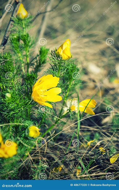 yellow adonis flower  nature stock photo image  green bloom