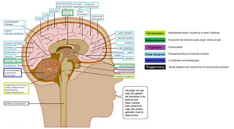 hersenen en hun functies