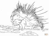 Porcupine Coloring Pages Cape Printable Porcupines Drawing Click Designlooter Supercoloring Colorings Drawings Categories 1200px 22kb 1600 sketch template