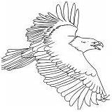 Coloring Eagle Pages Flying Bald Eagles Harpy Adler Ausmalbilder Printable Malvorlage Philadelphia Drawing Osprey Kids Malvorlagen Feather Gratis Bild Vögel sketch template