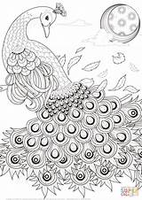 Adult Coloriage Paon Pavo Graceful Sheets Pavos Gracieux Detailed Coloringbay sketch template