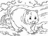 4u Wombat sketch template